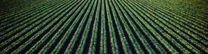rows of agricultural crops growing